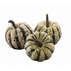 courge patidoux (pièce)