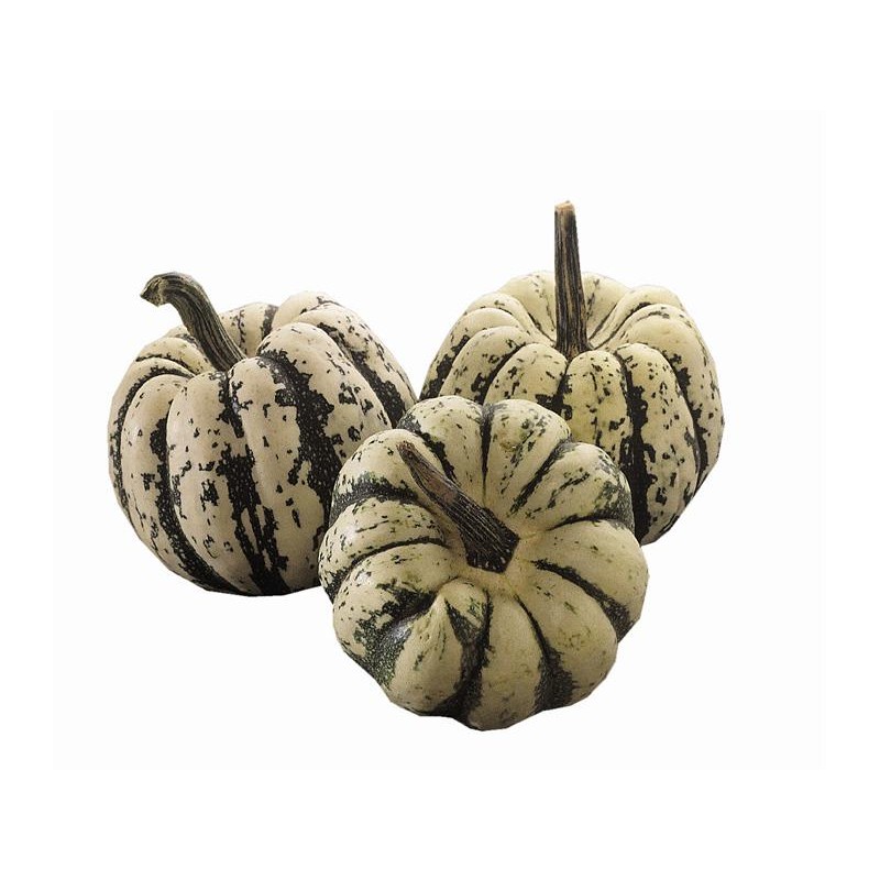 courge patidoux (pièce)