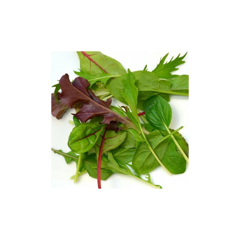 Mesclum (100g) 10 € kg Pont-l'Abbé