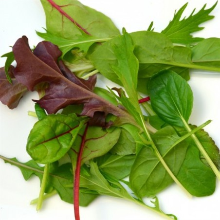 Mesclum (100g) 10 € kg Pont-l'Abbé