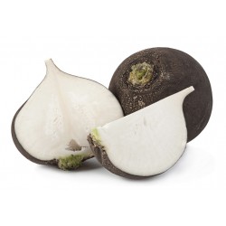 Radis noir (500g) 4/€ kg Pont l'abbé