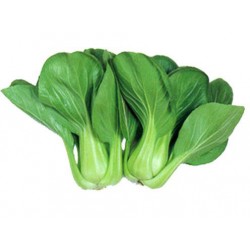 CHOU CHINOIS 'Pakchoi' (pièce)