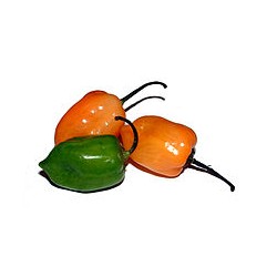 Piment rond (100g)