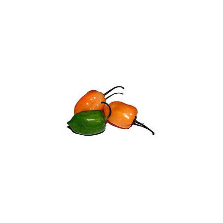 Piment rond (100g)