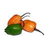 Piment rond (100g)