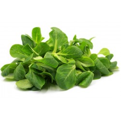 Mâche (100 g) 12 € kg Pont-l'Abbé