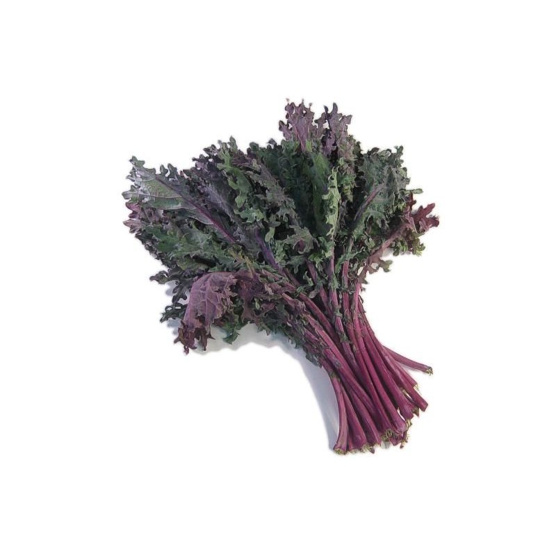 Chou Kale rouge (botte) Pont l'Abbé