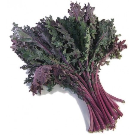 Chou Kale rouge (botte) Pont l'Abbé