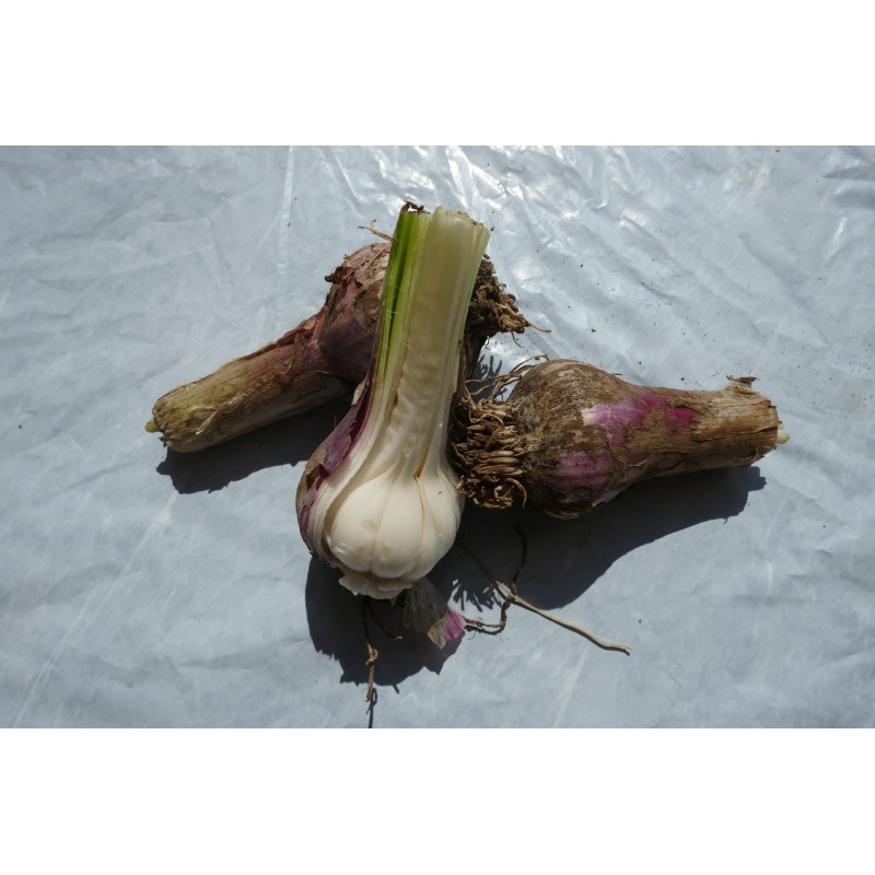 Ail (pièce)