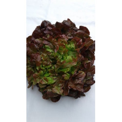 Salade Feuille de Chêne rouge (pièce) Pont l'Abbé