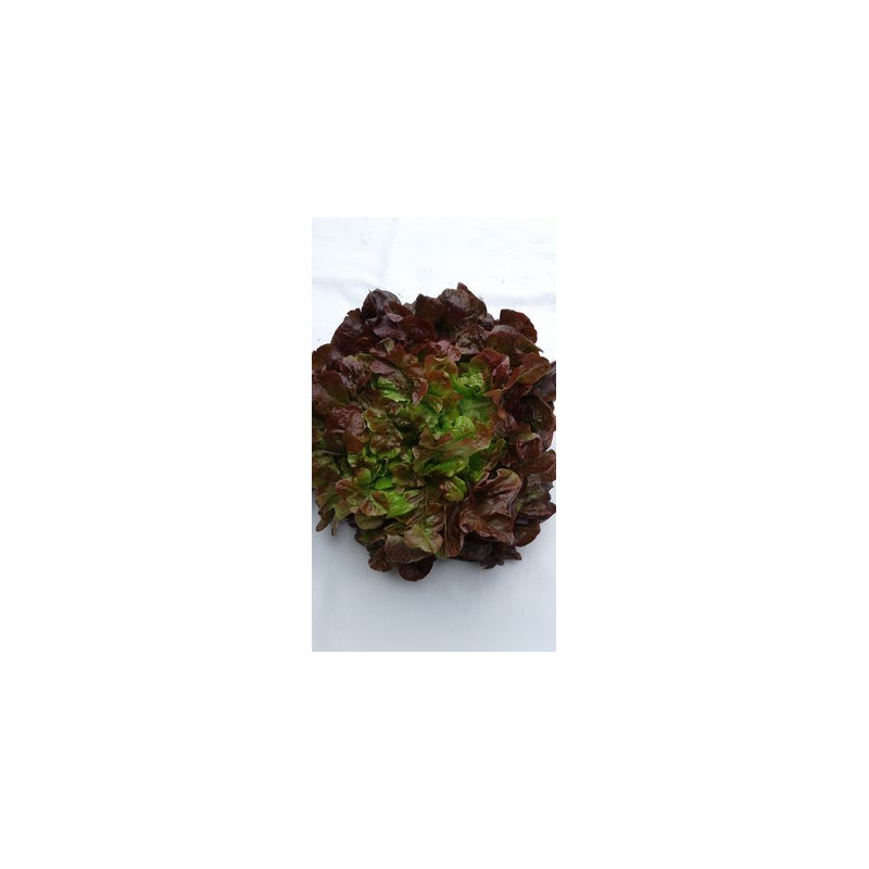 Salade Feuille de Chêne rouge (pièce) Pont l'Abbé