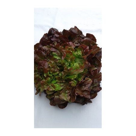 Salade Feuille de Chêne rouge (pièce) Pont l'Abbé