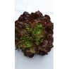 Salade Feuille de Chêne rouge (pièce) Pont l'Abbé