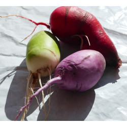 Radis d'hiver (500g)