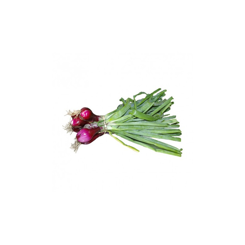 Oignon rouge (botte)