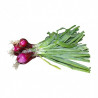 Oignon rouge (botte)