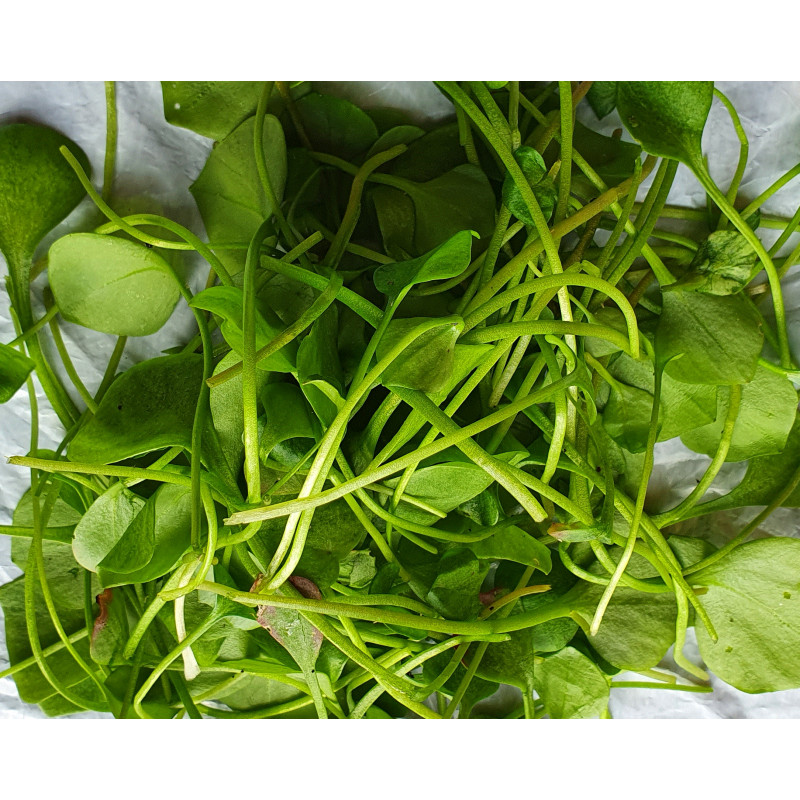 Pourpier d'hiver (100 g) 12 € kg Pont-l'Abbé