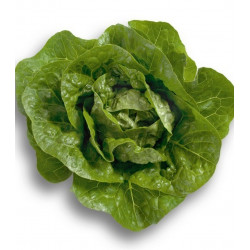 Salade sucrine (pièce) Pont-l'Abbé