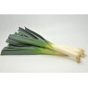 Poireau 500g (3 €/kg) Pont l'Abbé