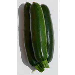 Courgette verte (500g) 3€/kg