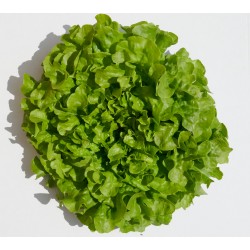 Salade feuille de chêne (pièce) Pont l'Abbé