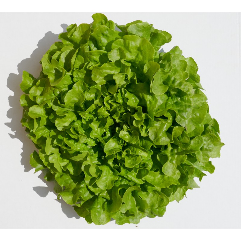 Salade feuille de chêne (pièce) Pont l'Abbé