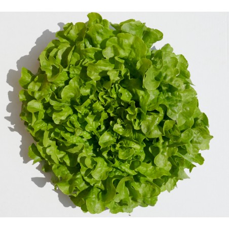 Salade feuille de chêne (pièce) Pont l'Abbé