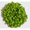 Salade feuille de chêne (pièce) Pont l'Abbé
