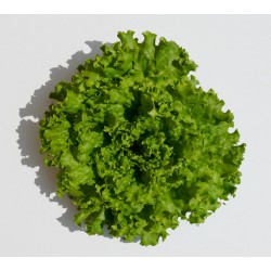 Salade  batavia (pièce) Pont l'Abbé