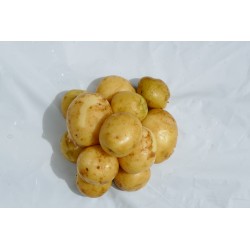 Pomme de terre Alix_Cher ferme catégorie 1(500g) 2.5 € kg Pont-l'Abbé