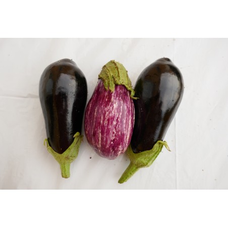 Aubergine (500) 4.5€/kg Pont l'Abbé