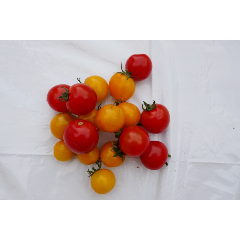 Tomate cerise (250g) 7€/kg