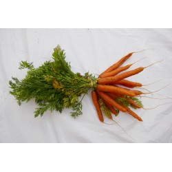 Mini Carotte (botte)
