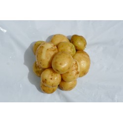 Pomme de terre  Allians...