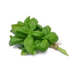 Basilic ( botte)