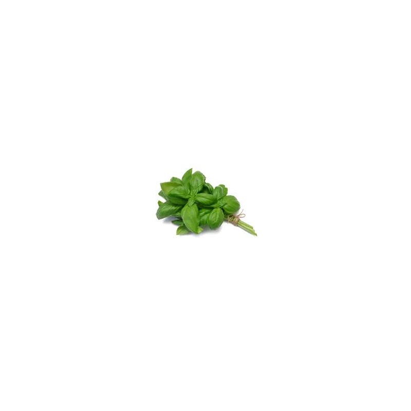 Basilic ( botte)