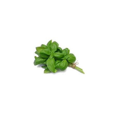 Basilic ( botte)