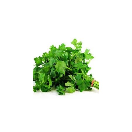 Persil (botte)