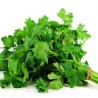 Persil (botte)