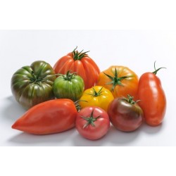 Tomate ancienne (500 g) 4.5€/kg Pont l'abbé