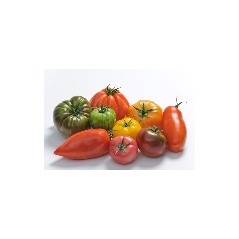 Tomate ancienne (500 g) 4.5€/kg Pont l'abbé
